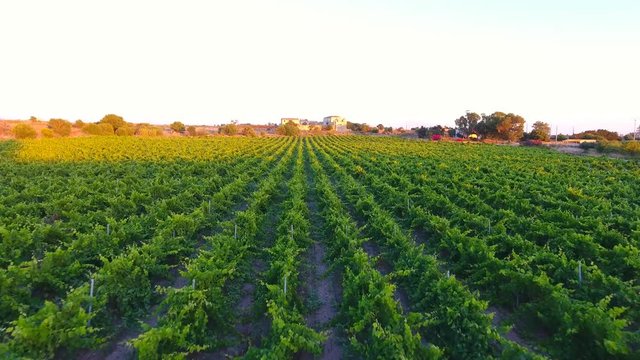 Aerial view of grape vine field with old vineyard villa in Italian countryside at sunset