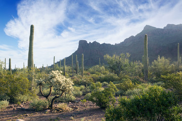  Morning in the  Organ Pipe Cactus National Monument, Arizona, U