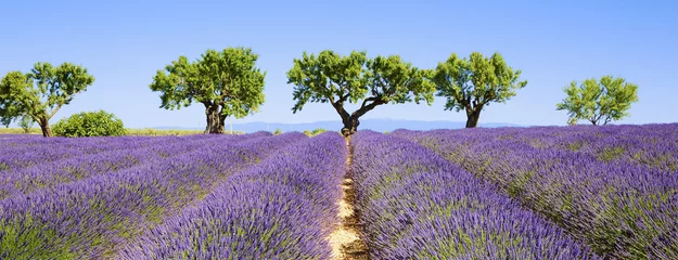 Afwasbaar fotobehang lavendelvelden van de Franse Provence © Frédéric Prochasson