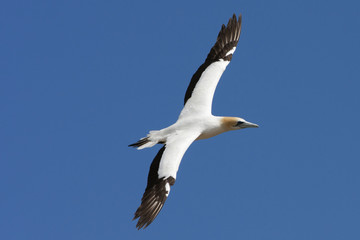 Gannet making a turn above the colony.