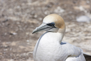 Gannet posing for the picture.