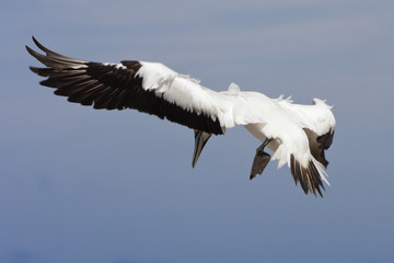 Gannet looking for a place to land.