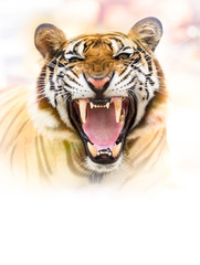 Growl siberian tiger