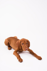 Magyar vizsla/Hund