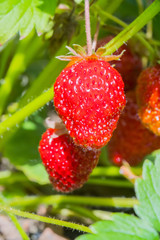 berries ripe red strawberries hanging on the Bush