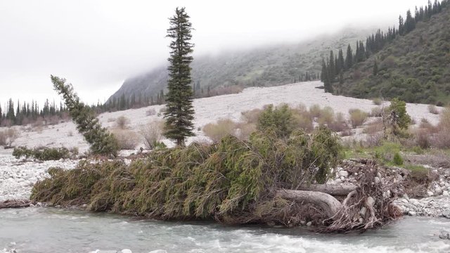 River and Fallen Trees in Ala Archa Park, Kyrgyzstan