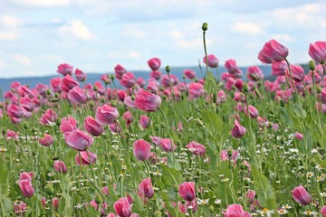 Schlafmohnblüte (Papaver somniferum) in Germerode am Meißner 
