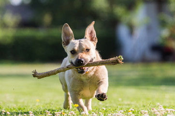Cute dog playing with a stick