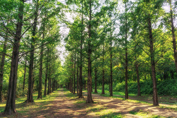 metasequoia park in haneul park