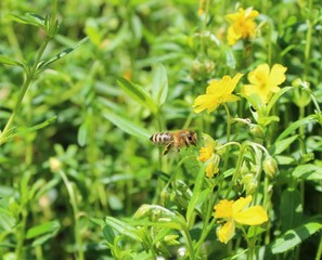 Biene in der Blumenwiese
