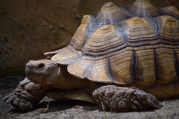 Fototapeta premium Giant Tortoise 