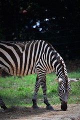 Zebra Sniffing