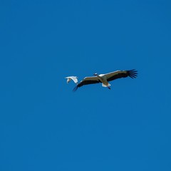 Unfallgefahr? Kreuzung zwischen Weißstorch (Ciconia ciconia) und Möwe im Flug vor blauem Himmel, Schleswig-Holstein, Deutschland 