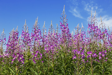 Naklejka premium Różowe kwiaty wierzbownicy (Epilobium lub Chamerion angustifolium) na tle błękitnego nieba