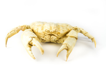 Artificial crab isolated on white background