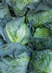Obraz premium Cabbage