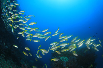 Fototapeta na wymiar School Bigeye Snapper fish on coral reef in ocean