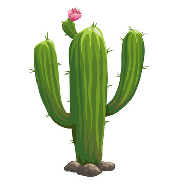Classic green cactus closeup in cartoon style