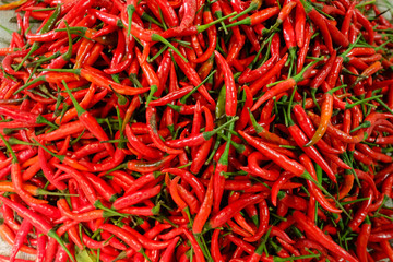 Fototapeta premium RED BIRD EYE CHILLI