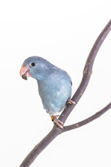 Mauve Forpus, Parakeet, Bird