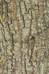 old bark texture