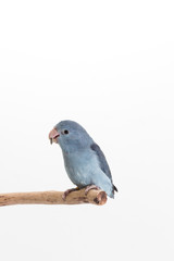 Mauve Forpus, Parakeet, Bird