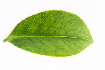 green tea leaf isolated on white background
