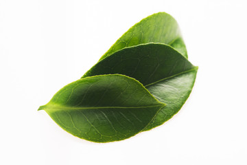 green tea leaf isolated on white background