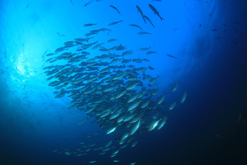 Naklejka na ściany i meble Barracuda fish underwater in ocean