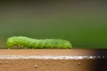 Beautiful small green caterpillar. Macro shot of insects.