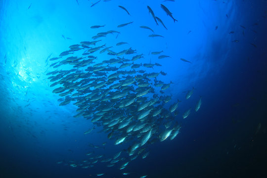 Barracuda fish underwater in ocean