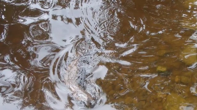 loutre
