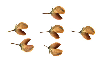 lupine yellow dry perspective, delicate pressed flowers and peta