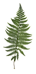 dry green pressed leaf of fern isolated pressed leaves on white