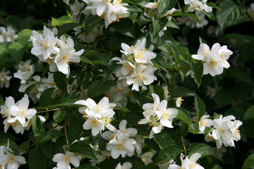 Europäische Pfeifenstrauch (Philadelphus coronarius)