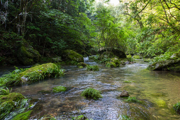Obraz premium 愛媛県西予市 桂川渓谷