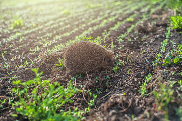 hedgehog at the field