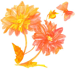 Watercolor drawing of golden and pink toned dahlias with butterfly