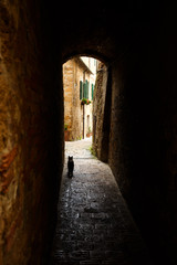 Obraz premium Kot idzie pod kamiennym łukiem we Włoszech