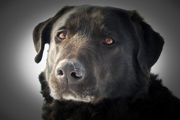 Black dog profile - obrazy, fototapety, plakaty