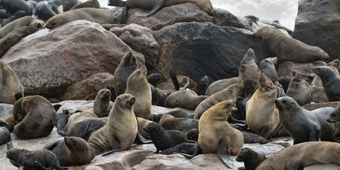 Colony of the cape fur seals, Namibia