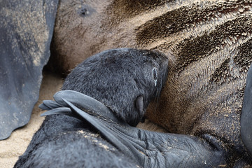 Obraz premium Cape fur seals, Skeleton Coast, Namibia