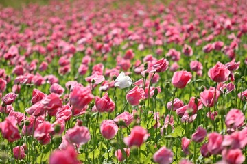 Fototapeta premium Weiße Mohnblüte zwischen vielen rosa Schlafmohnblüten