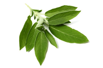 Obraz premium sage leaves isolated