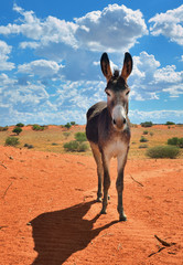 Donkey in the desert