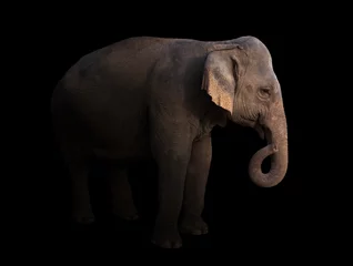 Gartenposter Elefant male asia elephant in the dark