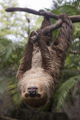 Young Hoffmann's two-toed sloth on the tree