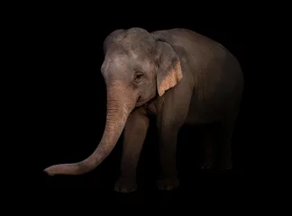 Crédence de cuisine en verre imprimé Éléphant éléphant d& 39 asie mâle dans le noir