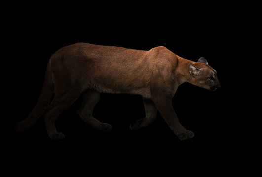 puma (Panthera onca) in the dark