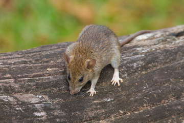 Wild mouse in the forest